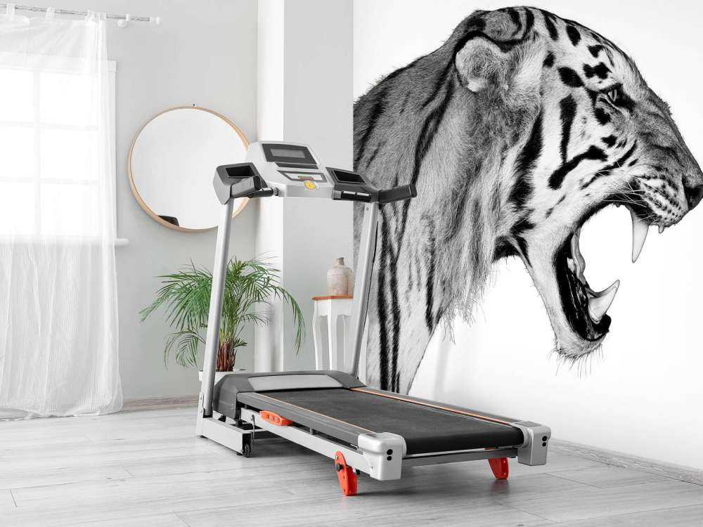 Tigre ruggente bianca