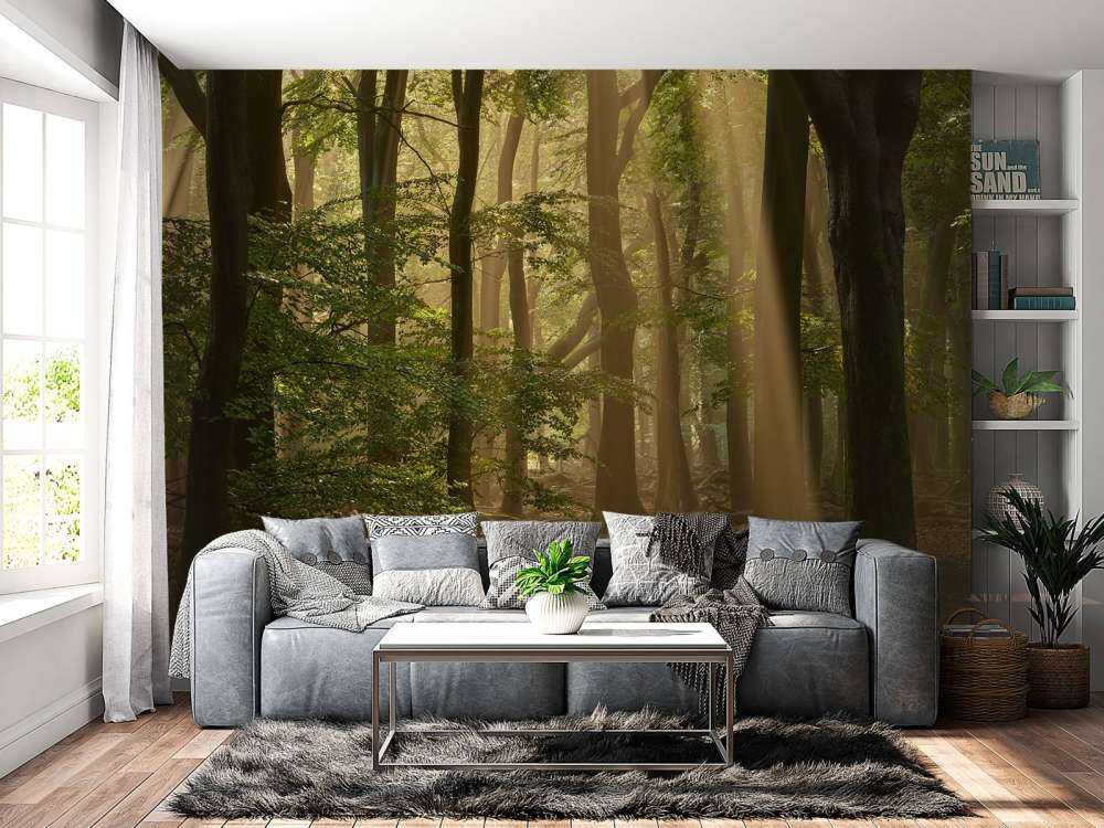 Vecchia foresta con alari