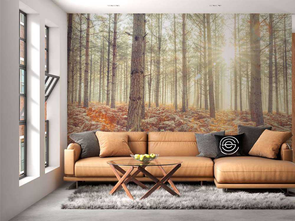 Raggi di sole attraverso gli alberi freddi