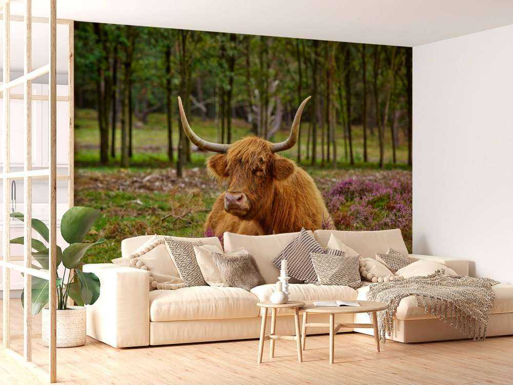 Highlander scozzese tra l'erica viola