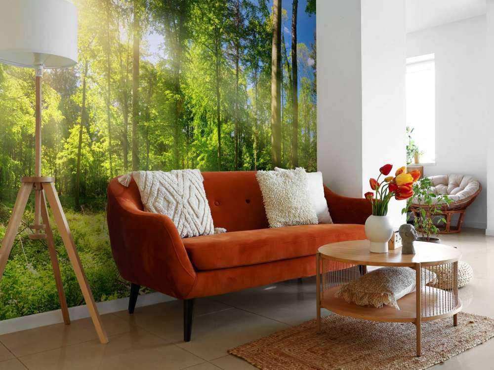 Foresta con raggi di sole