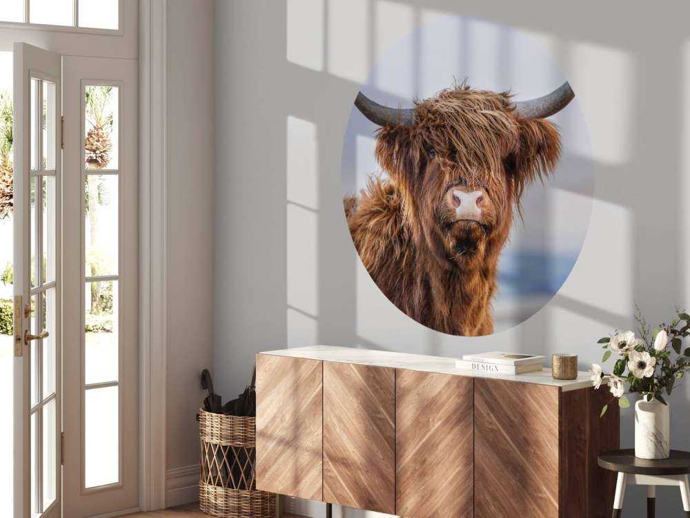 Staring Highlander scozzese