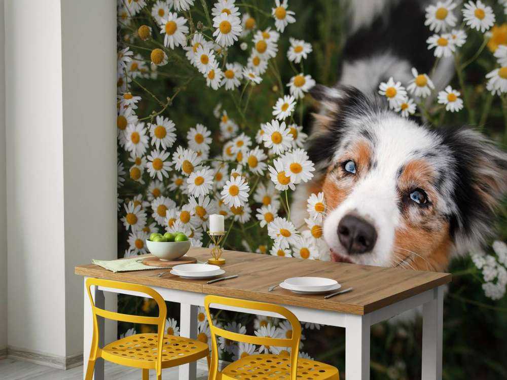 Pastore australiano tra i fiori