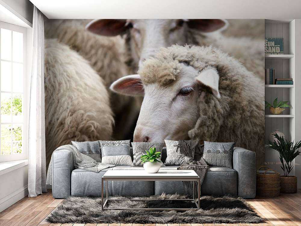 Pecora in primo piano