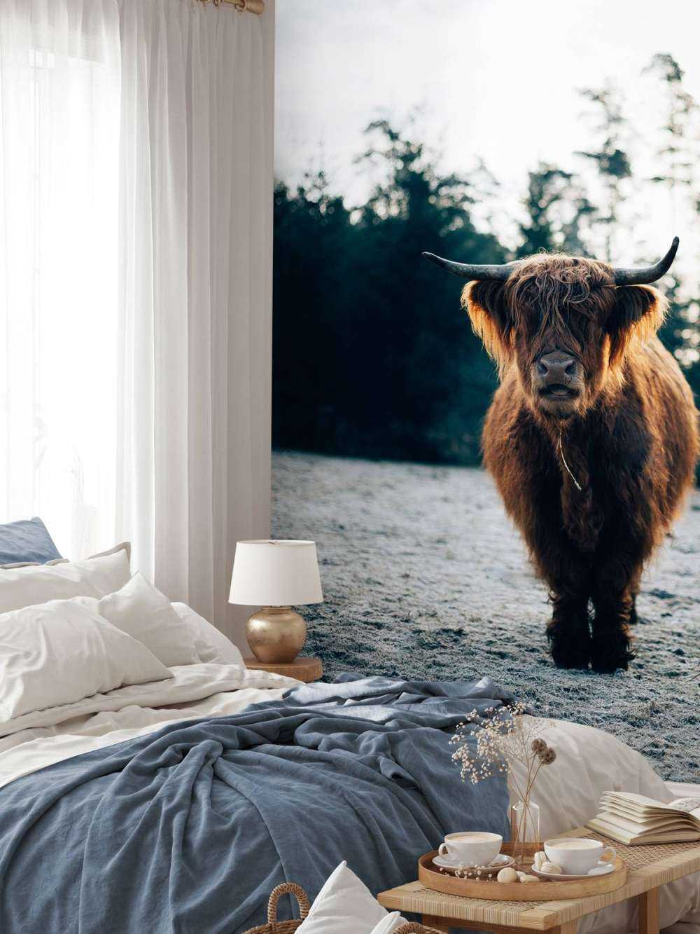 Highlander scozzese al sole del mattino