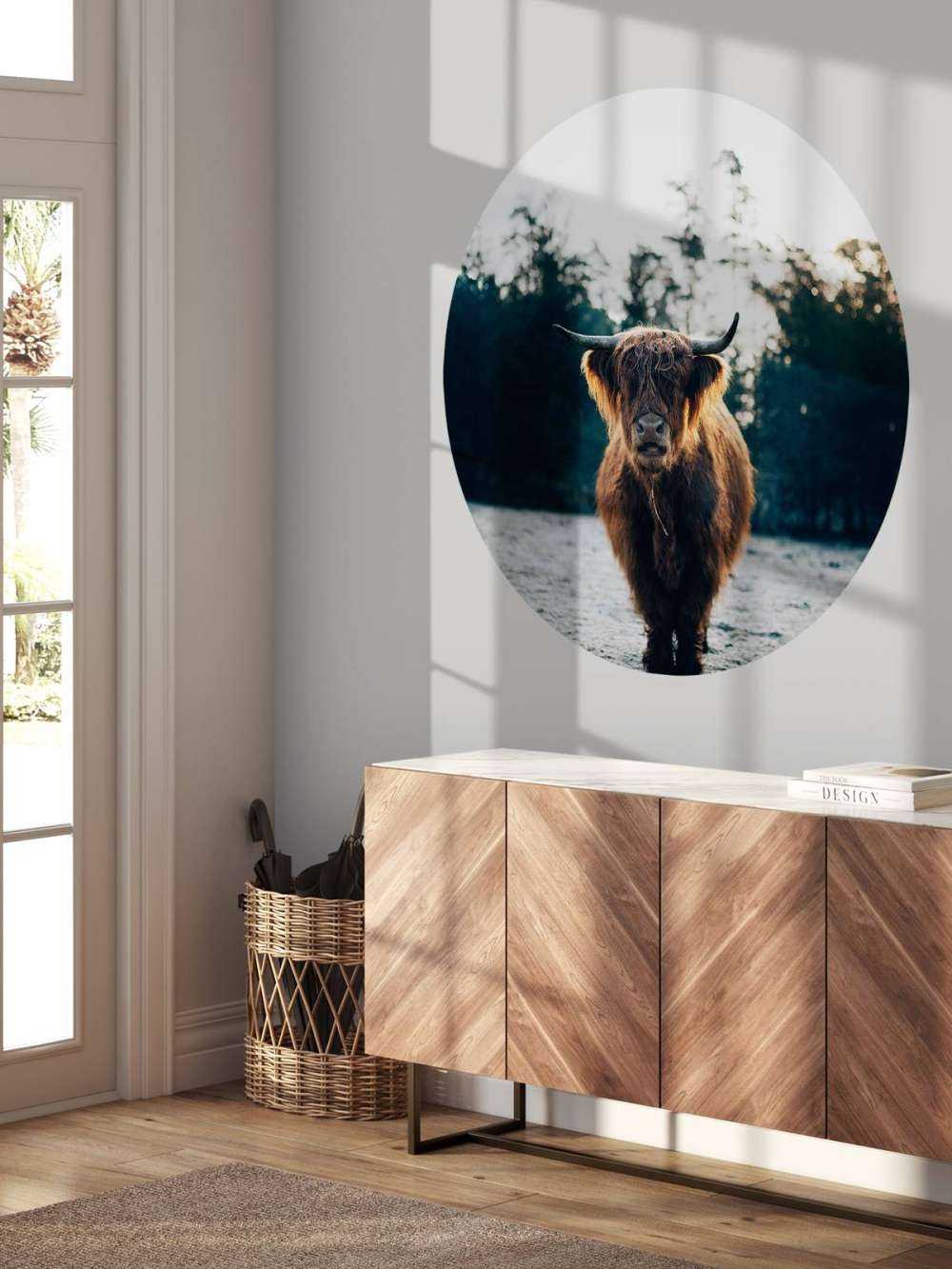 Highlander scozzese al sole del mattino