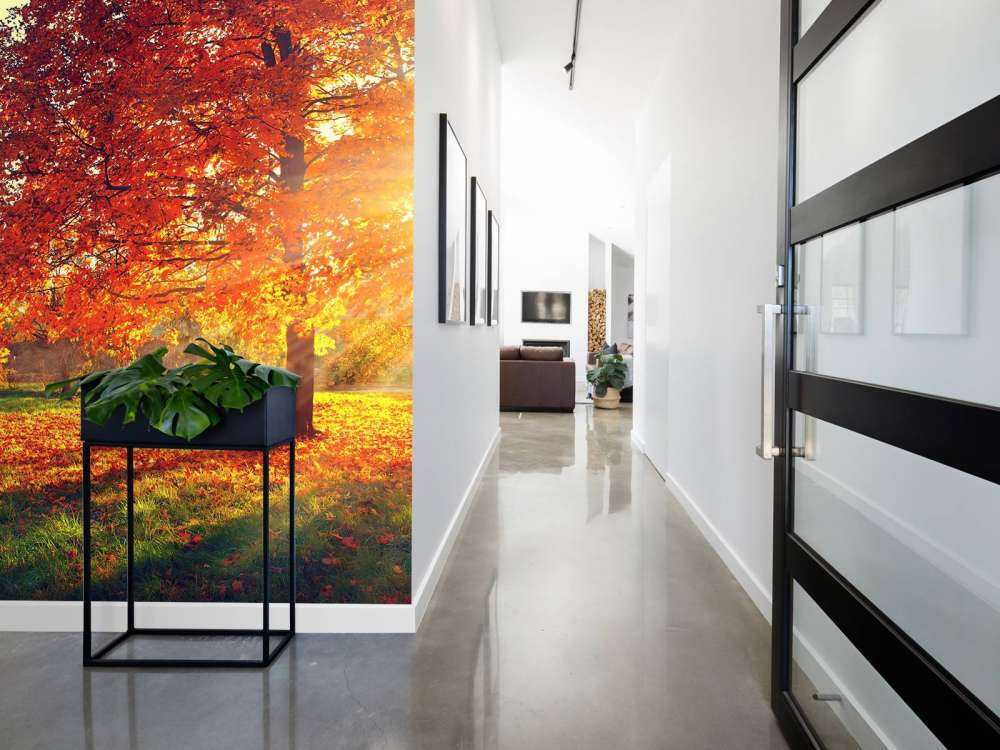 Alberi d'autunno alla luce del sole