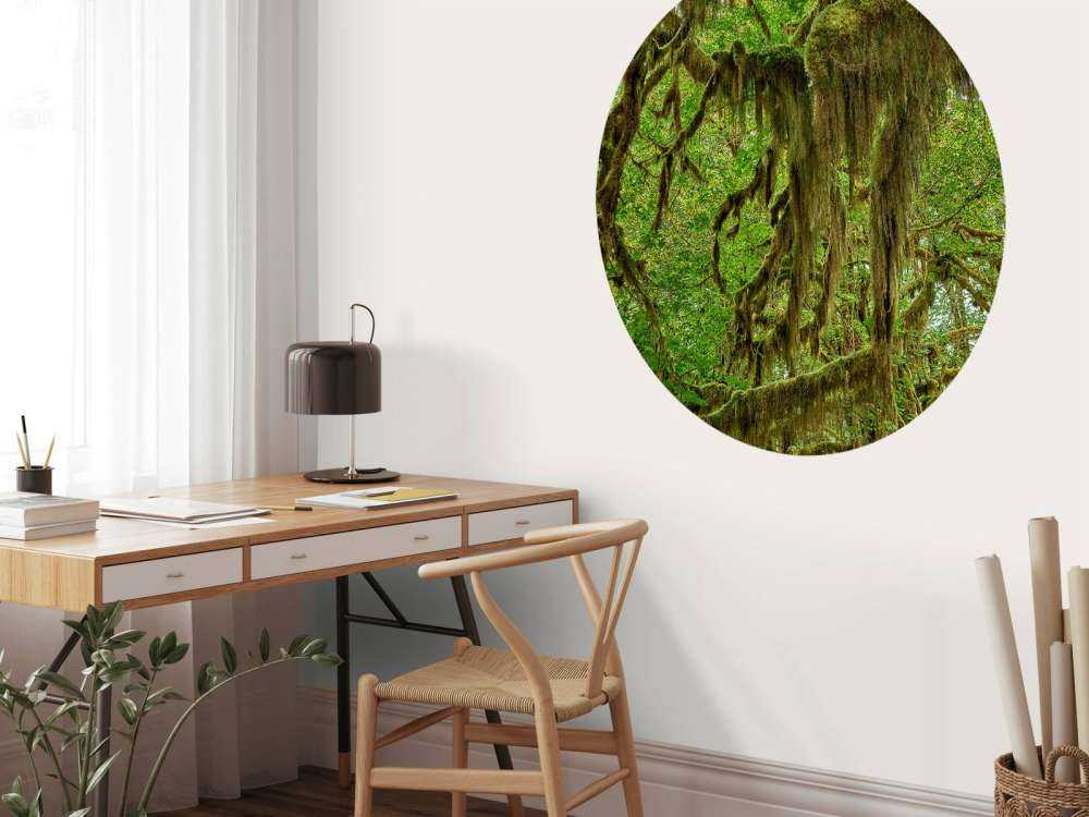 Muschio sui rami degli alberi