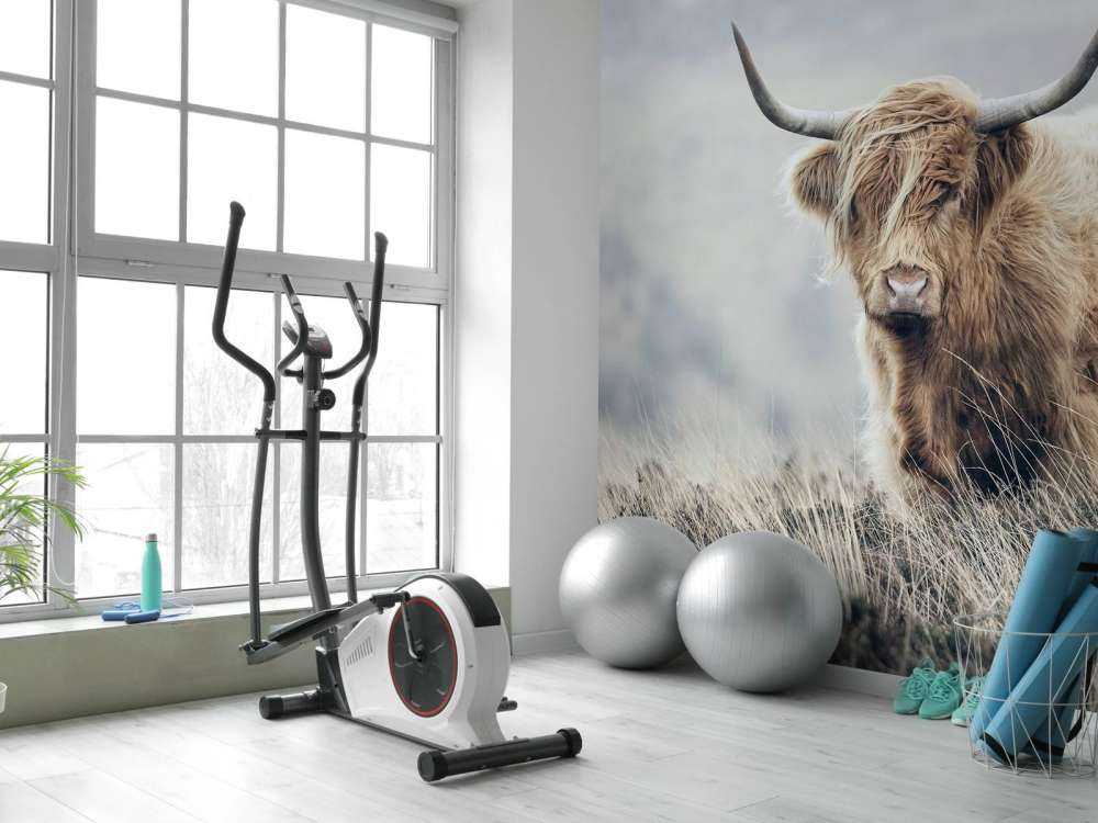 Highlander scozzese in natura