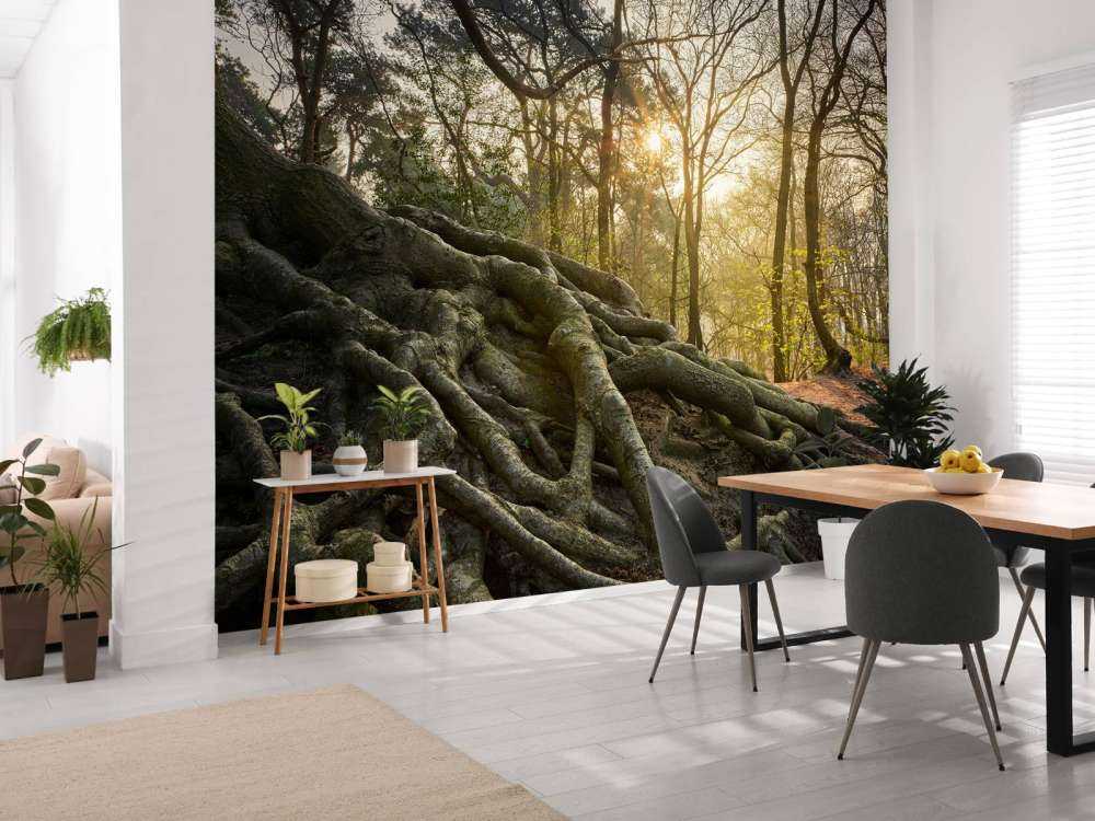 Radici dell'albero sopra il terreno