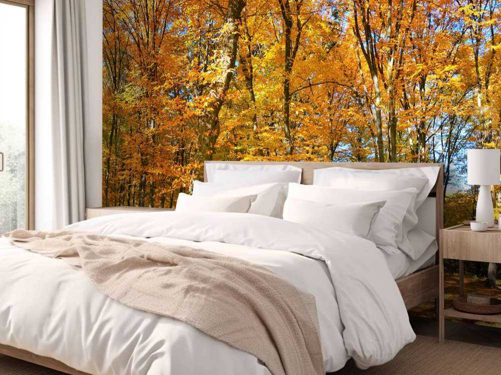 Autunno nella foresta