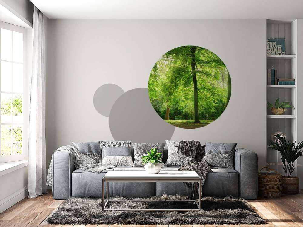 Foresta con nebbia leggera