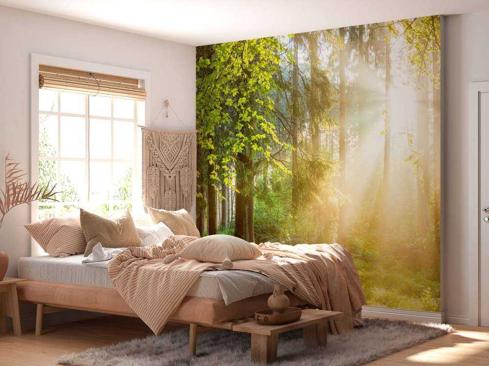 Paesaggio forestale all'alba