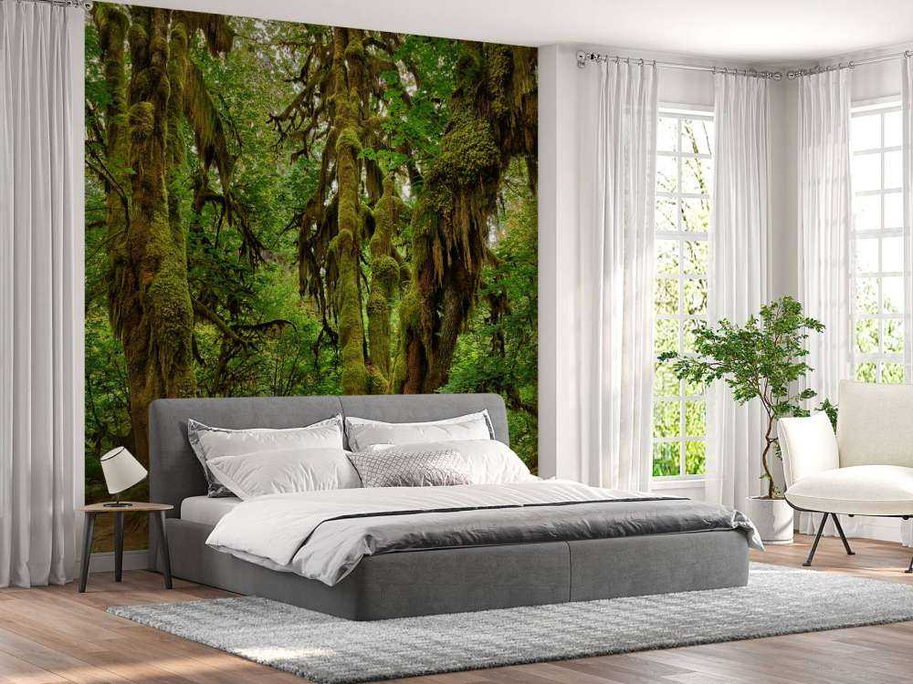 Vecchia foresta selvaggia