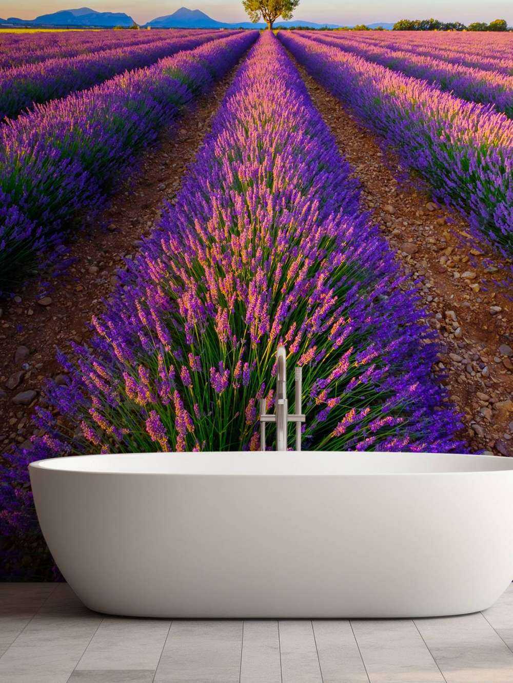 Lavanda alla luce del sole