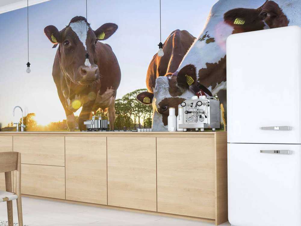 Carta da parati per mucche