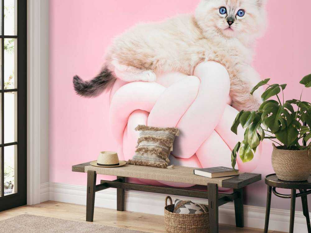 Gatto bianco su sfondo rosa