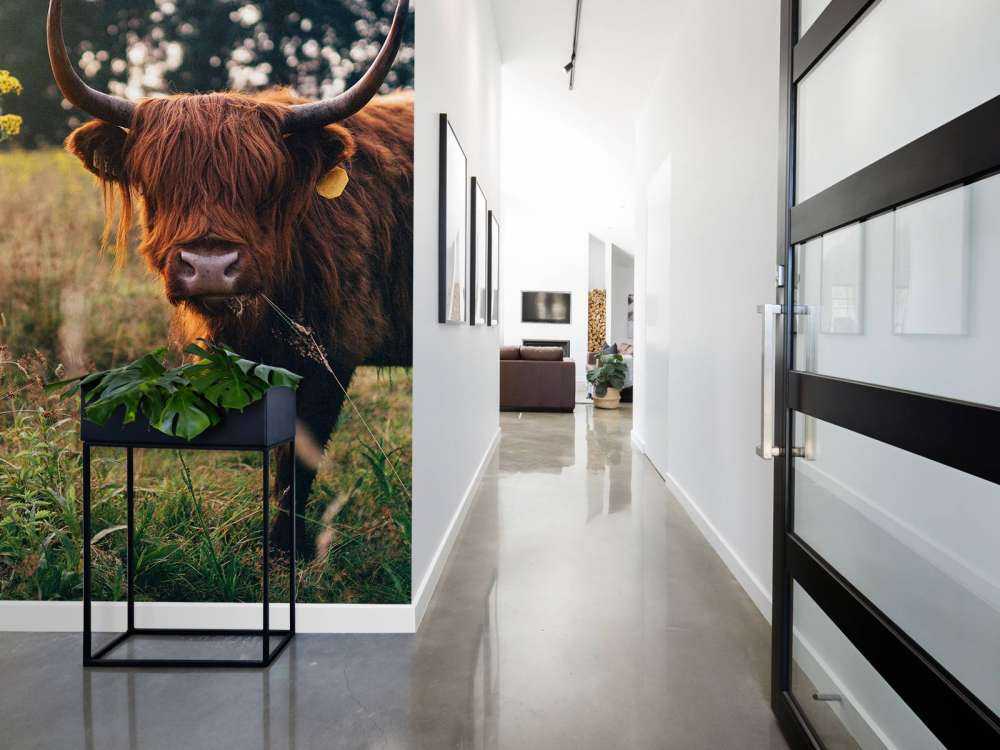 Highlander scozzese nell'erba alta