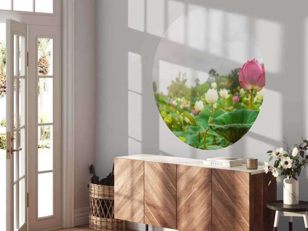 Fiori di loto rosa e bianchi