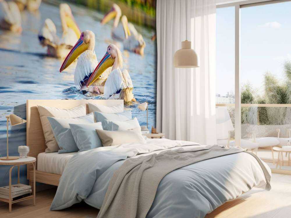 Pellicani in libertà