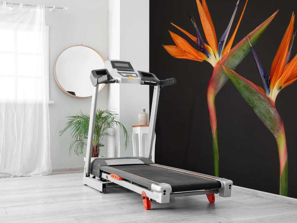 Fiori di uccello del paradiso