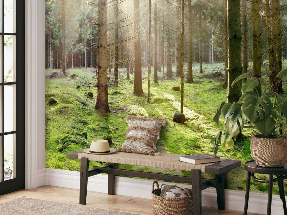 Foresta di conifere con muschio