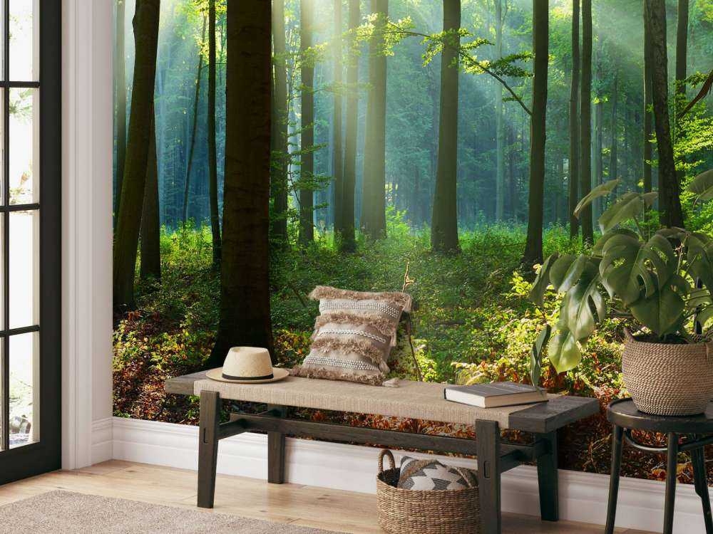 Mattina nella foresta