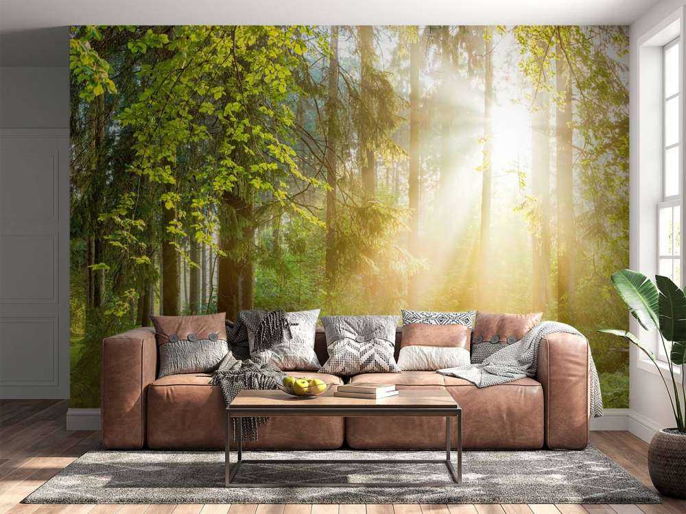 Paesaggio forestale all'alba