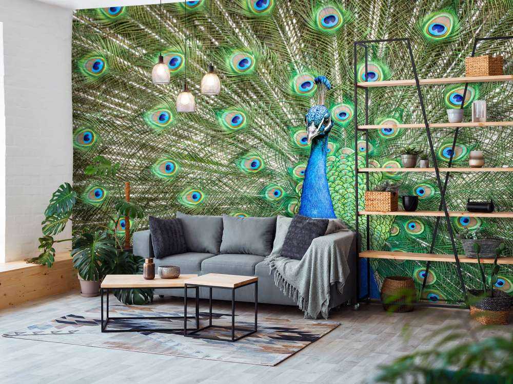 Pavone con piume dilatate