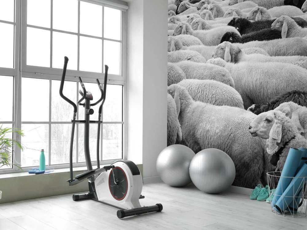 Pecora in bianco e nero