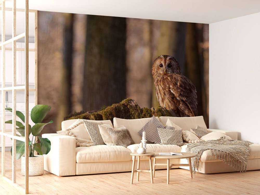 Piccolo gufo su un albero rotto