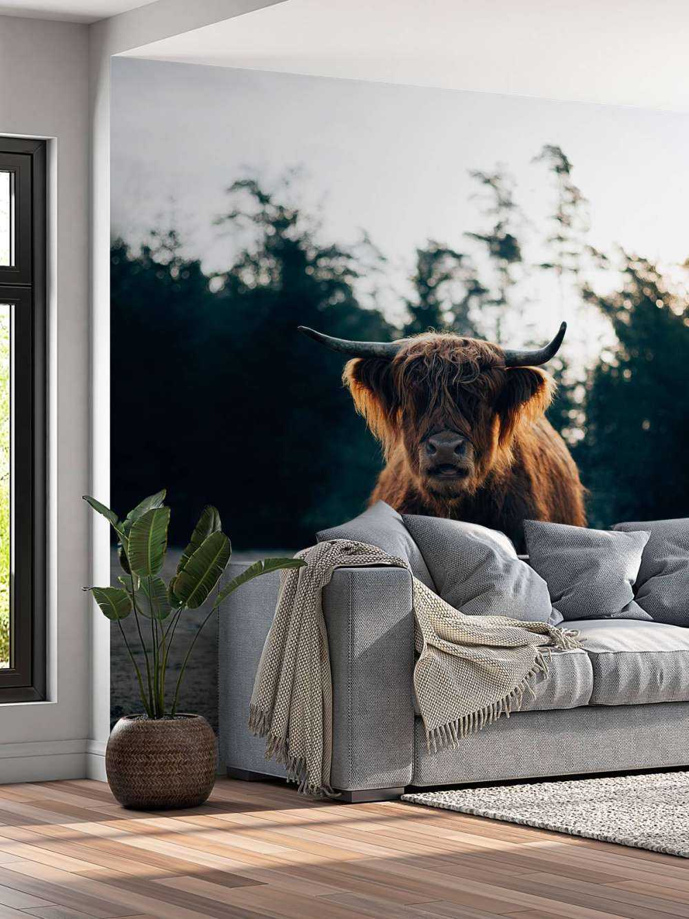 Highlander scozzese al sole del mattino