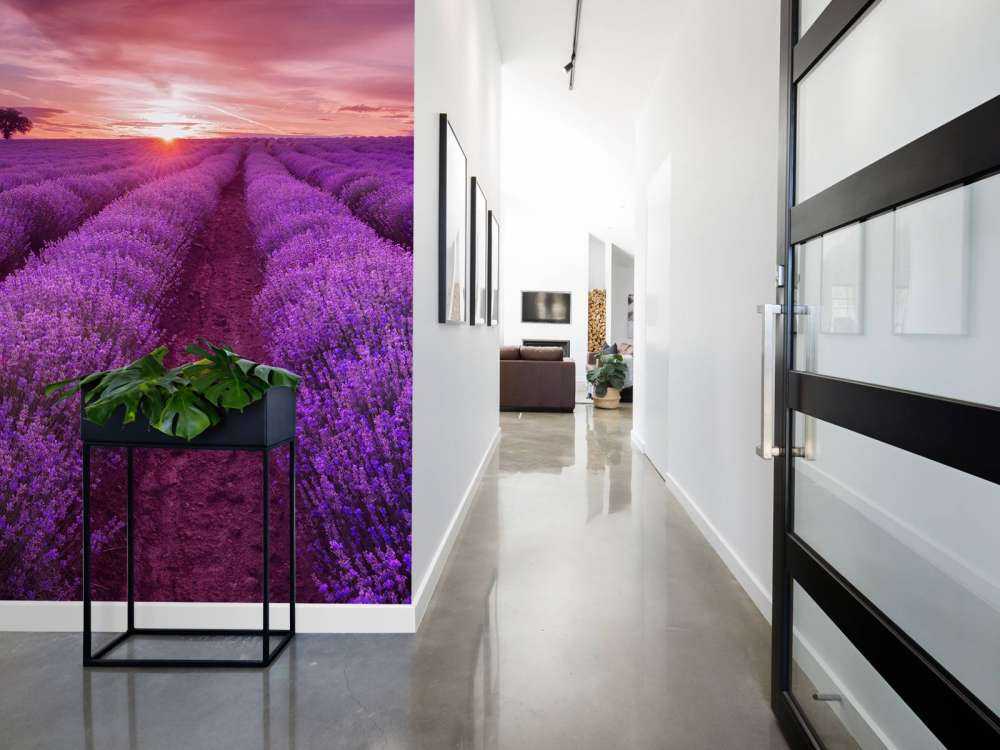 Grande campo pieno di lavanda