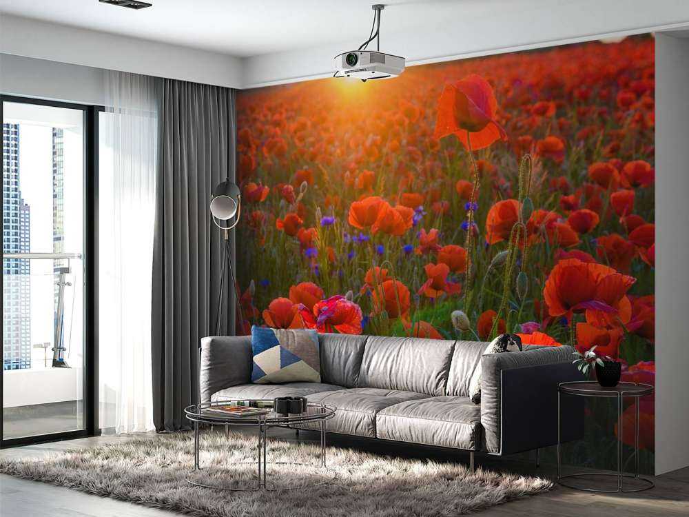 Papaveri con il sole nascente