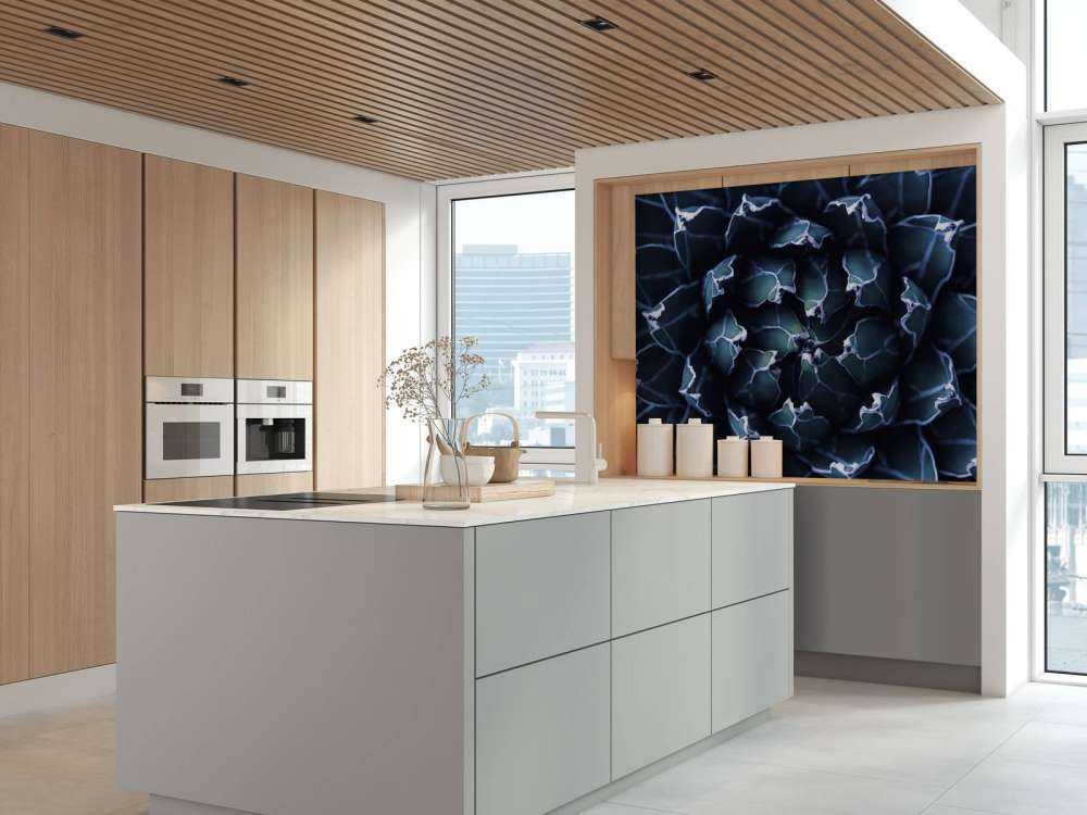 Succulenta blu scuro