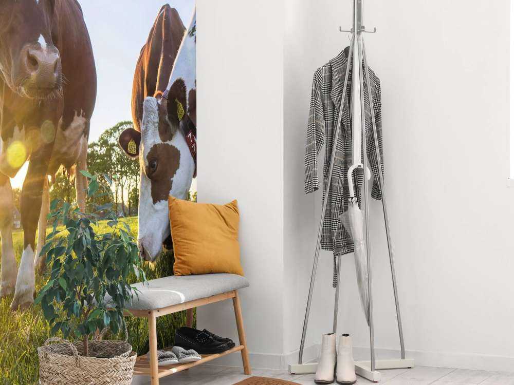 Carta da parati per mucche