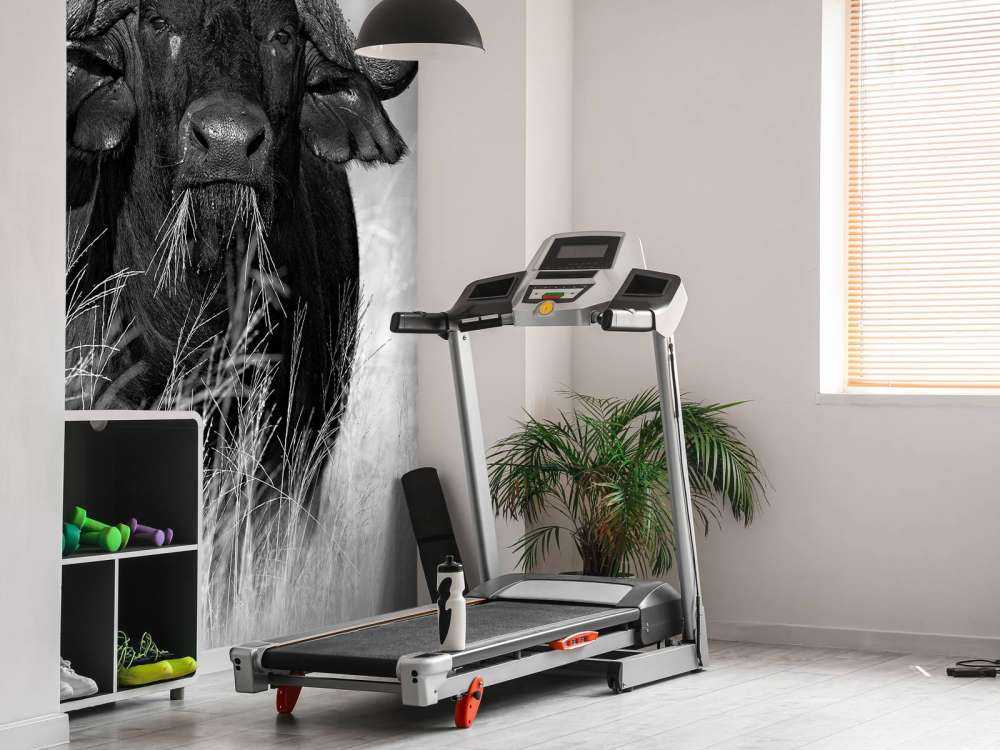 Bufalo in bianco e nero