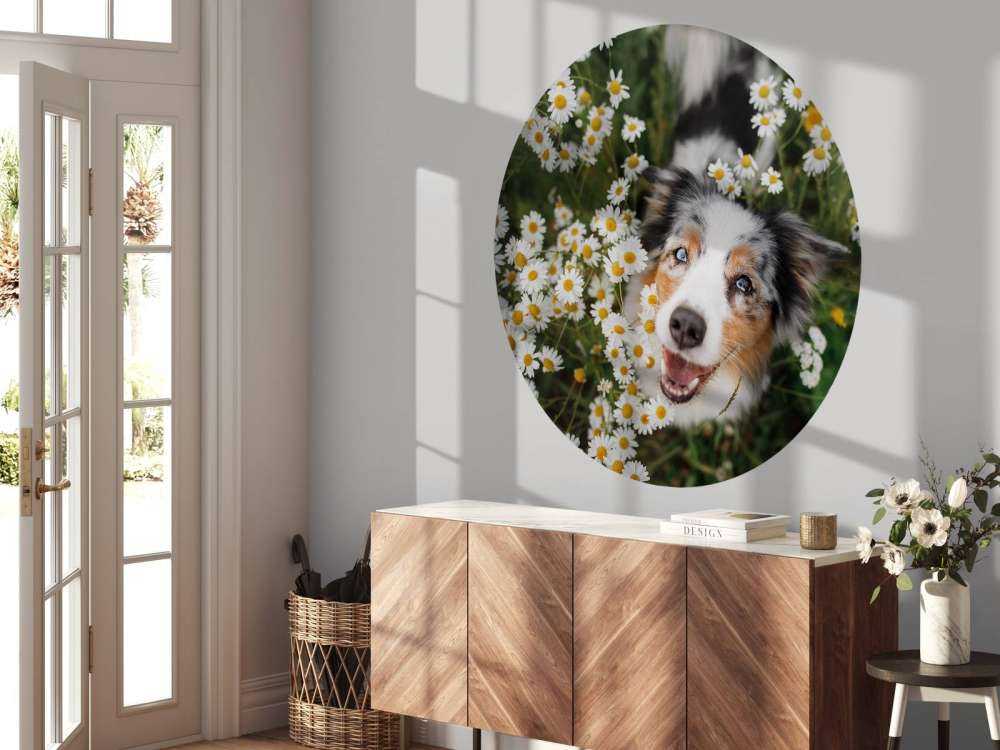 Pastore australiano tra i fiori