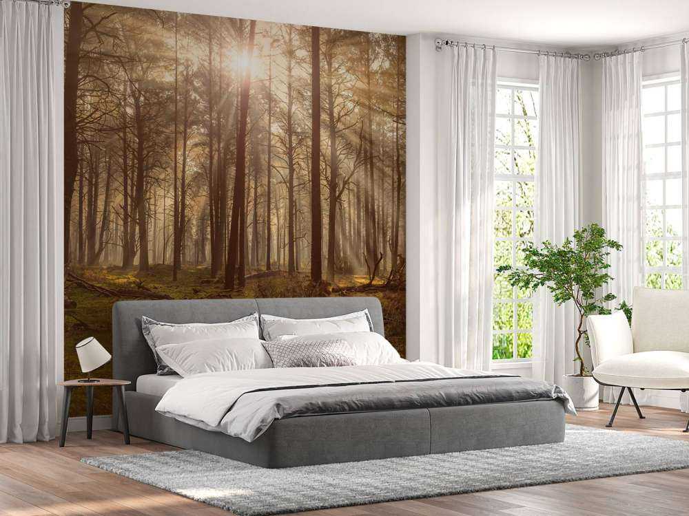 Foresta con alberi ad alto fusto