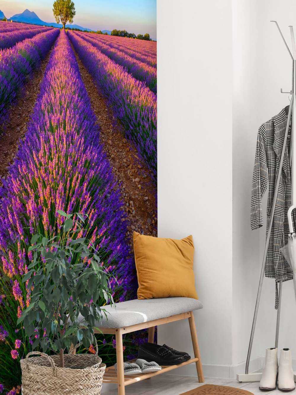 Lavanda alla luce del sole