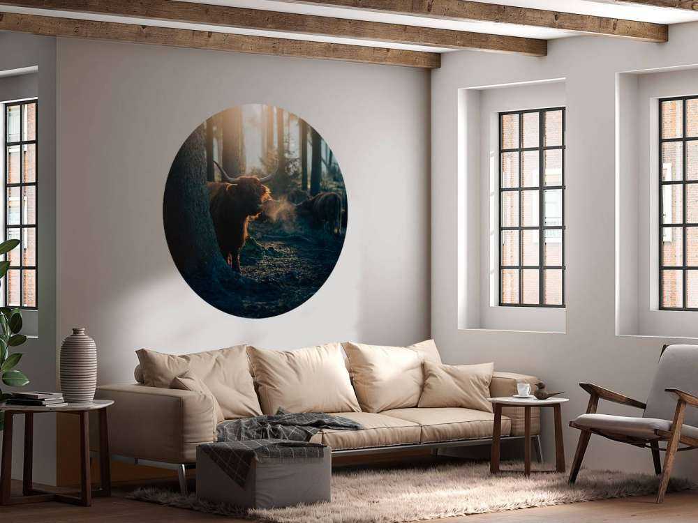 Highlander scozzese nella luce del mattino