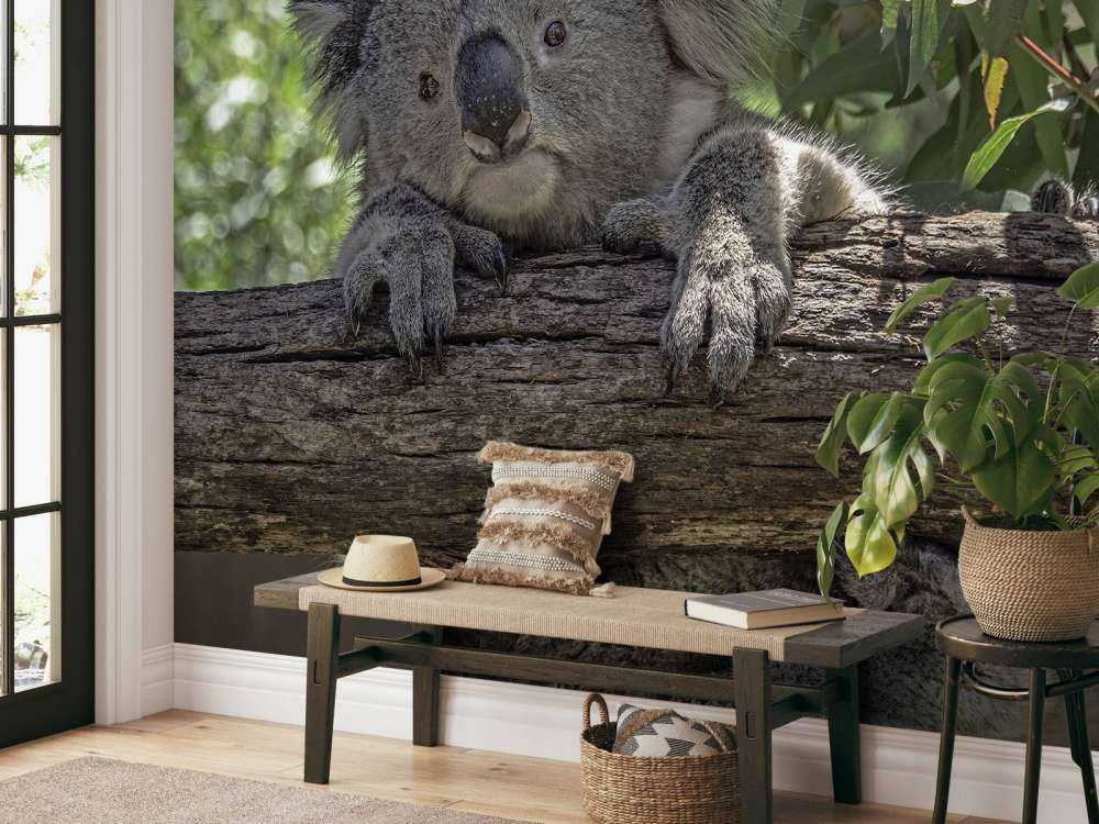 Koala carino