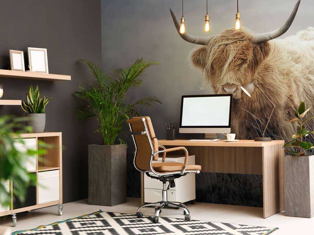 Highlander scozzese in natura