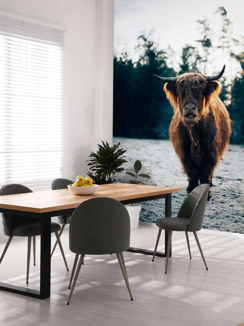 Highlander scozzese al sole del mattino