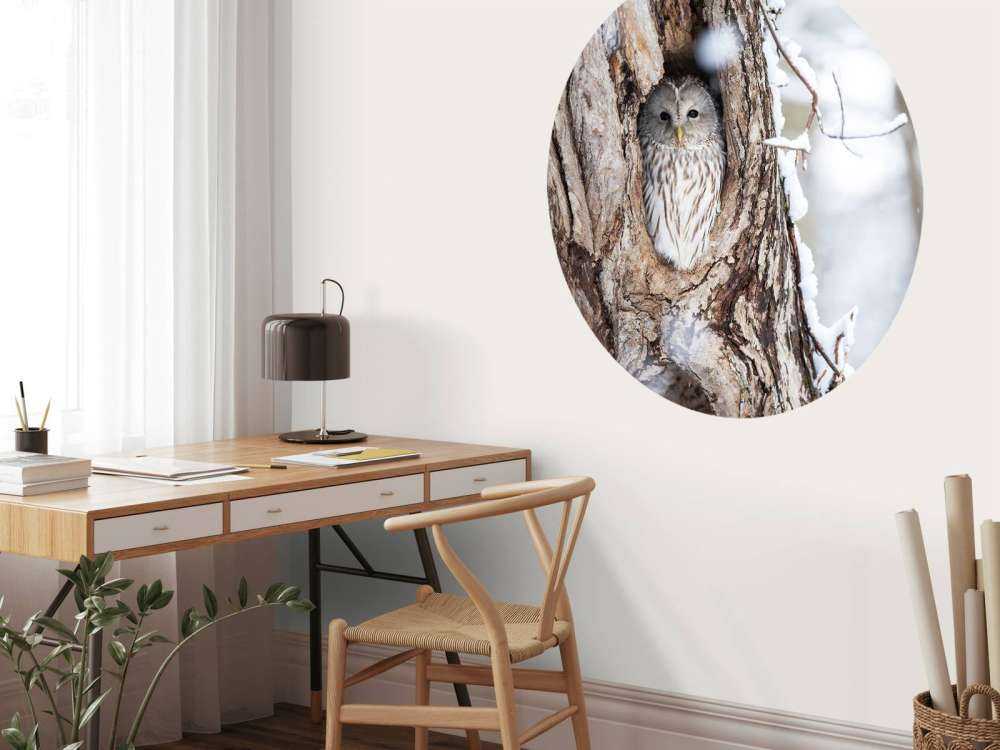 Gufo bianco in un albero cavo