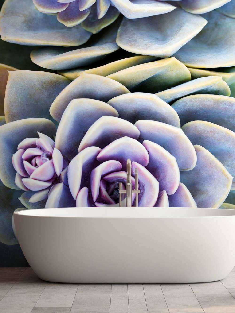 Succulente