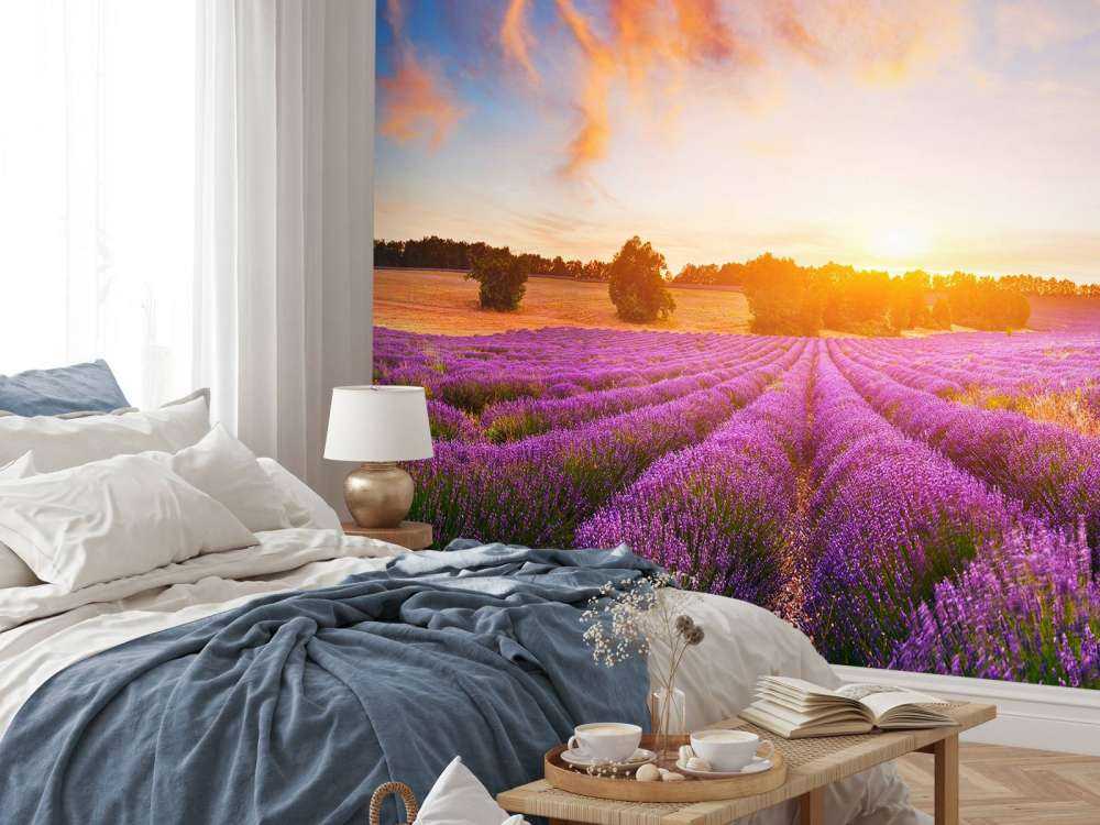 Campo con Lavanda