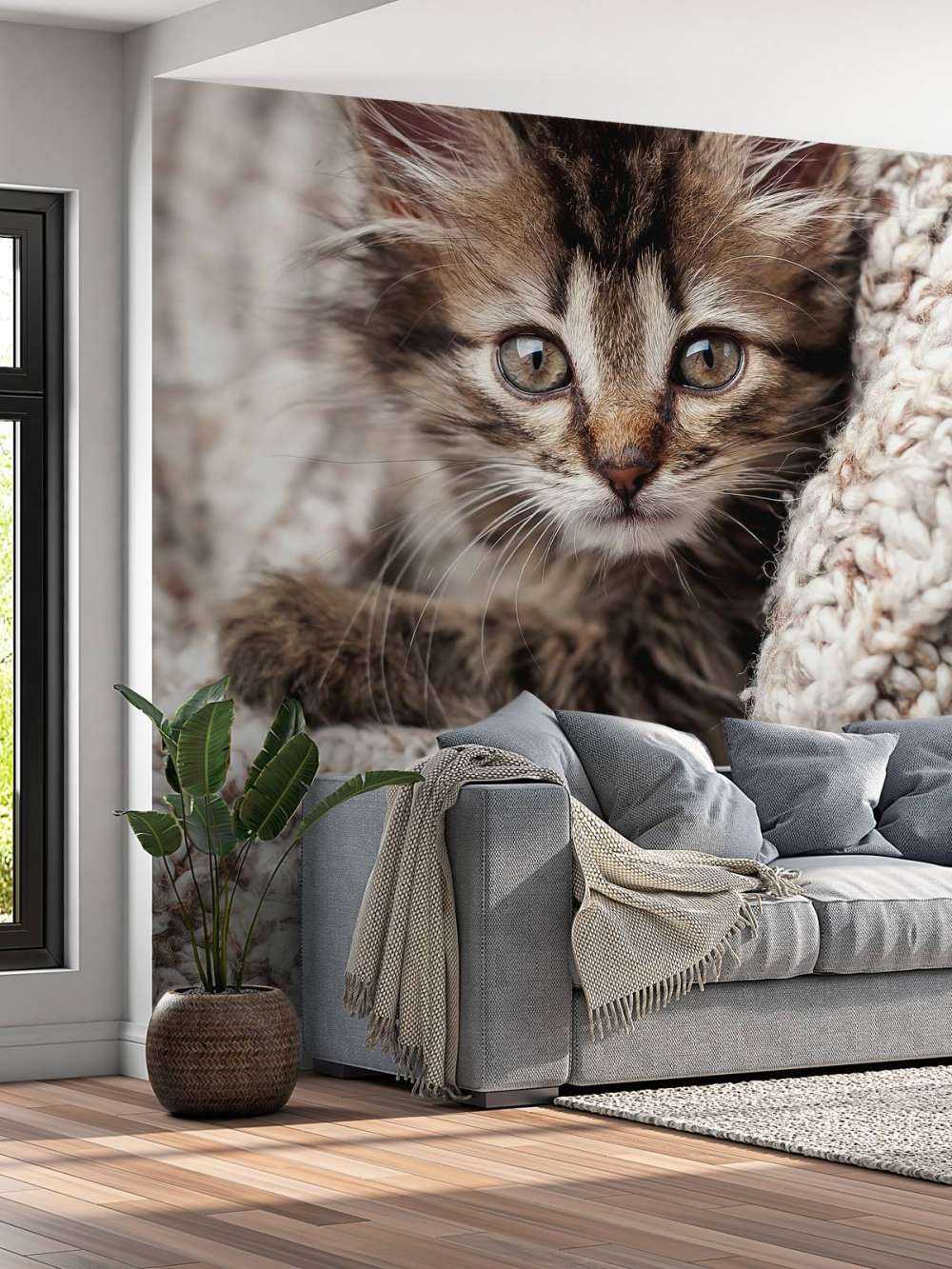 Gatto in una coperta