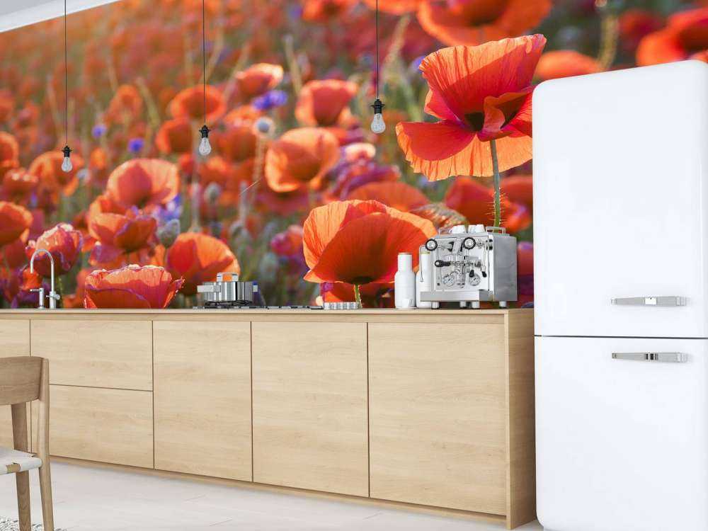 Papaveri alla luce della sera