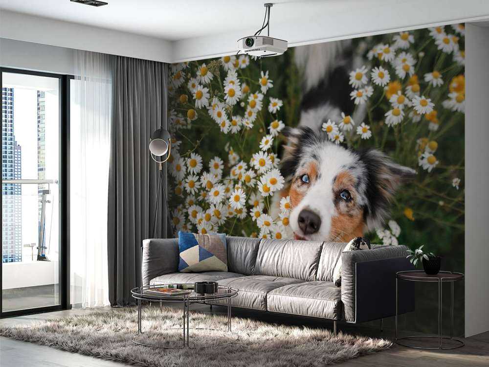 Pastore australiano tra i fiori